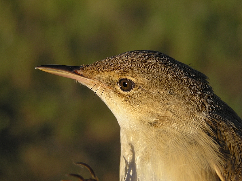 European Reed Warbler, Sundre 20080604